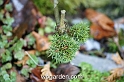 wbgarden dwarf conifers 64